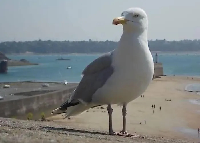 De Stormmeeuw بيت للعطل