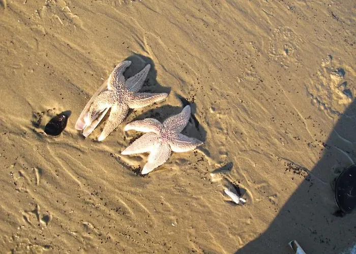 Vakantiehuis De Stormmeeuw Egmond aan Zee
