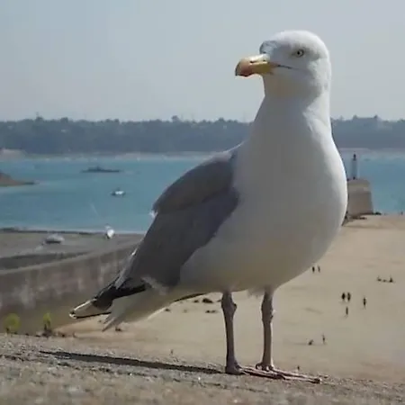 De Stormmeeuw Prázdninový dům