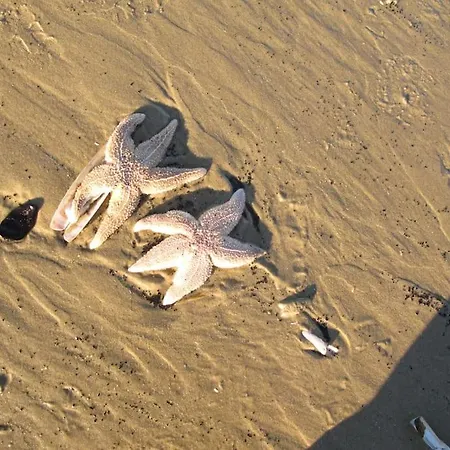 Feriehus De Stormmeeuw Egmond aan Zee
